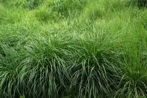 What Is Couch Grass Rhizome Extract Used for in Herbal Health?